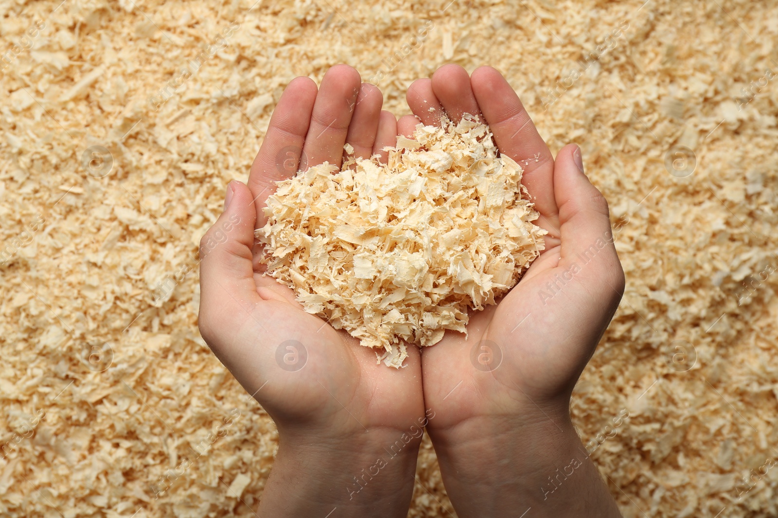 Photo of Woman holding dry natural sawdust, top view