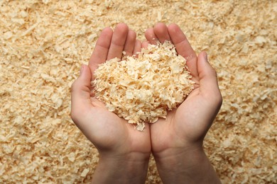 Woman holding dry natural sawdust, top view