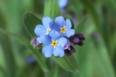 Photo of Amazing spring forget-me-not flowers as background, closeup view