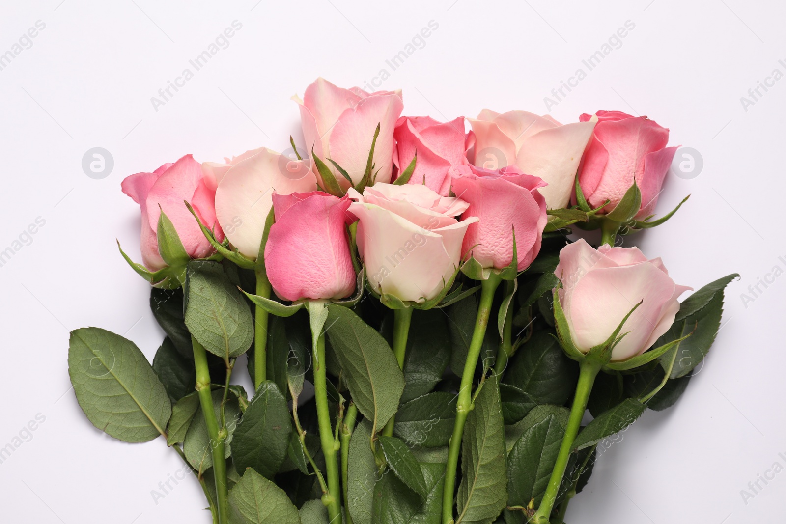 Photo of Beautiful roses on white background, top view