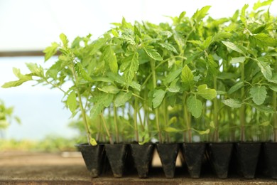 Photo of Many green tomato plants in seedling tray on table