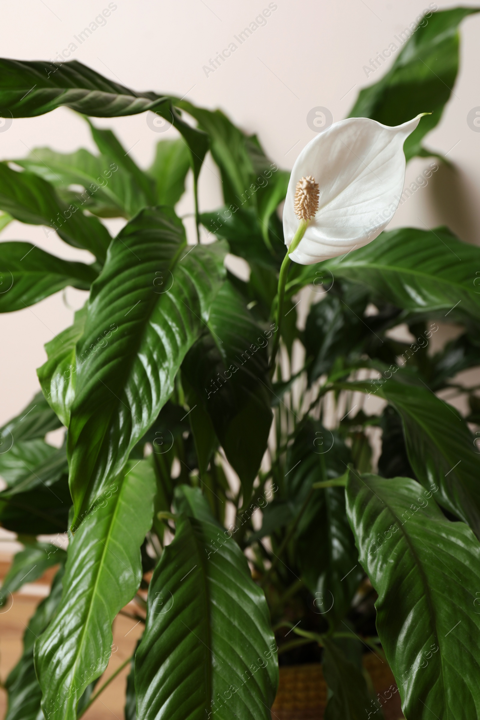 Photo of Beautiful spathiphyllum on beige background, closeup. House decor
