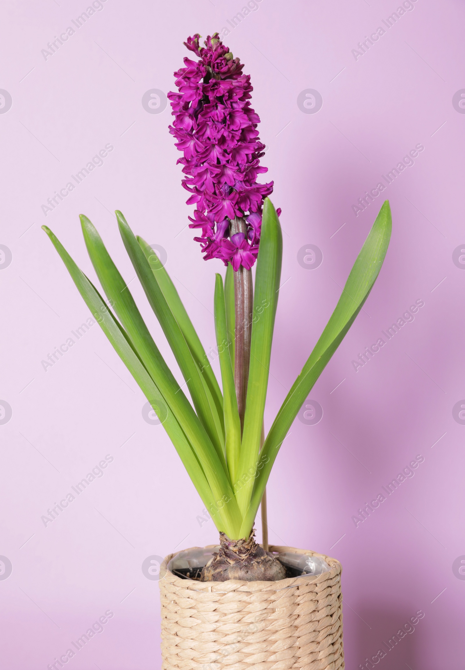 Photo of Beautiful spring hyacinth flower on color background