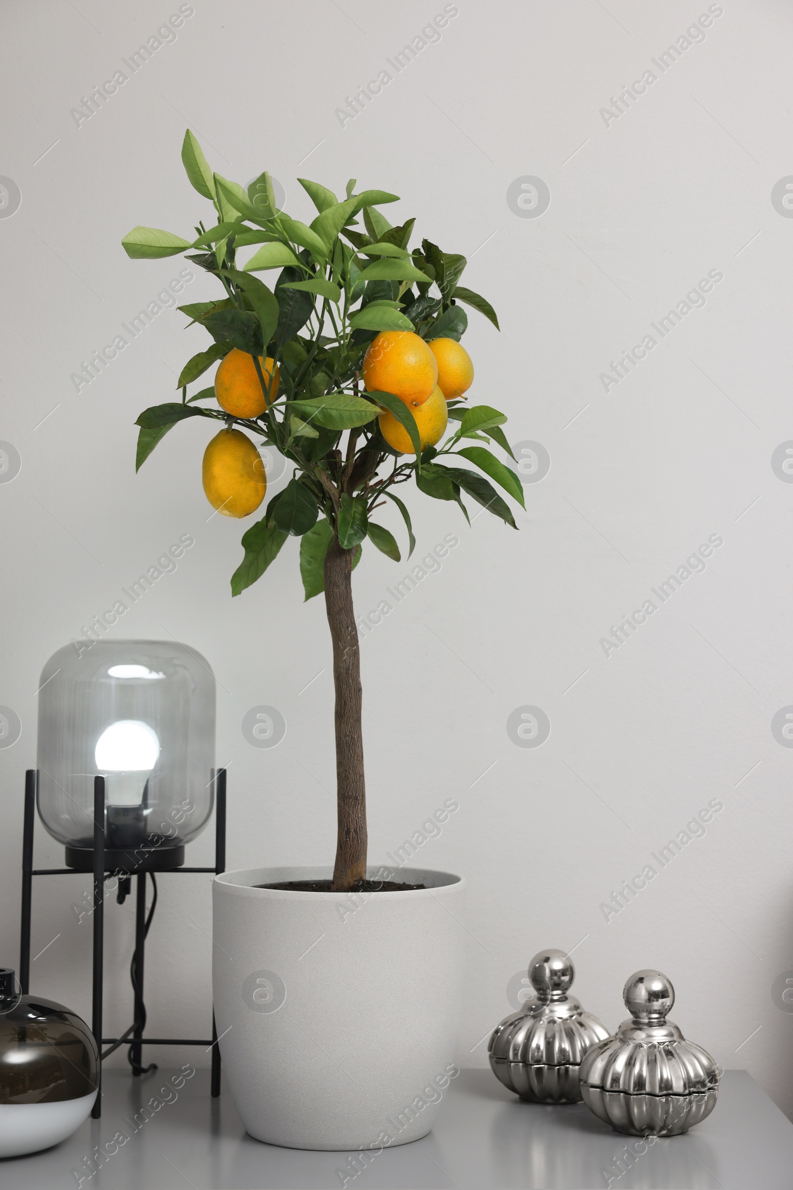 Photo of Potted lemon tree with ripe fruits on chest of drawers in room