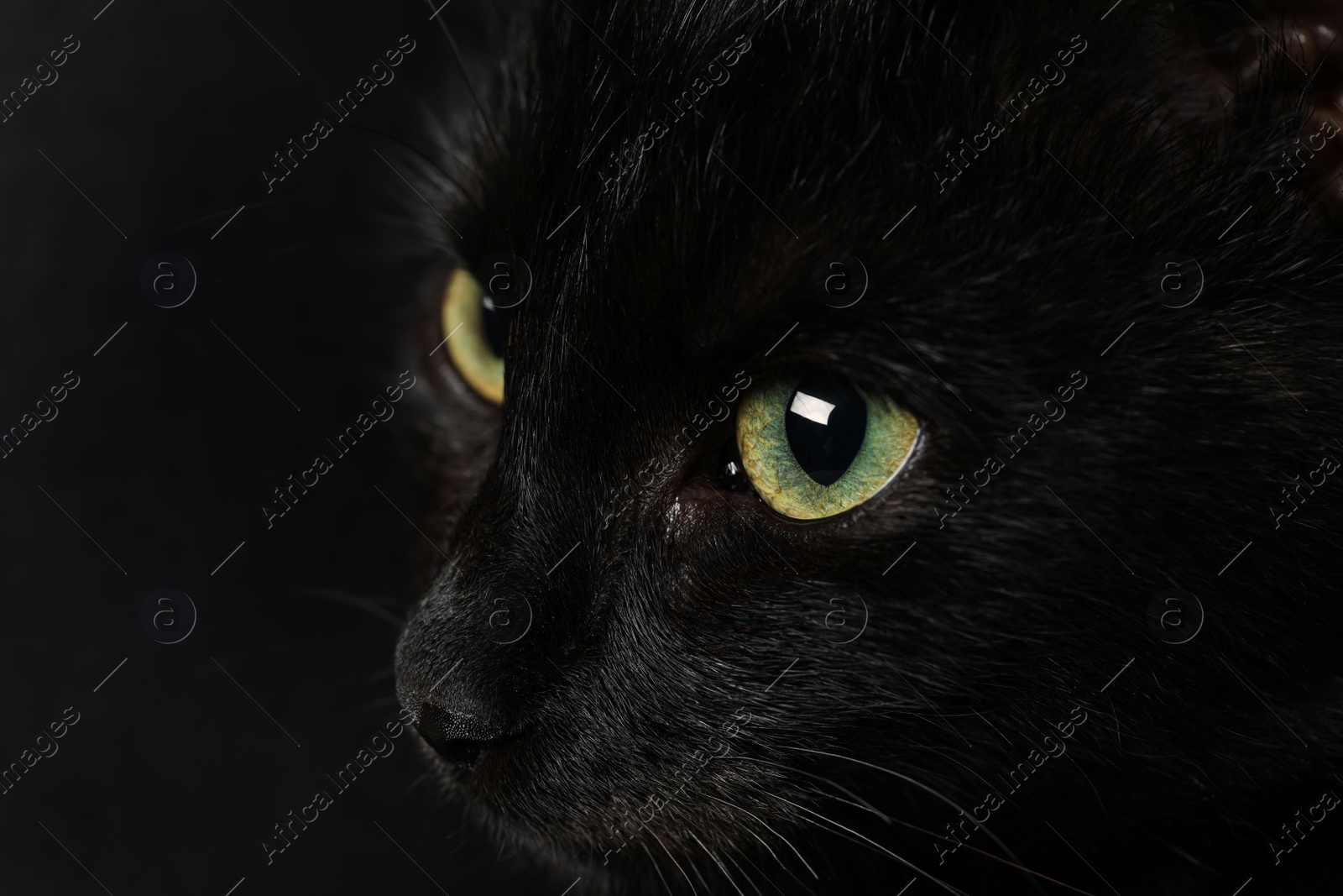 Photo of Black cat with beautiful eyes on dark background, closeup