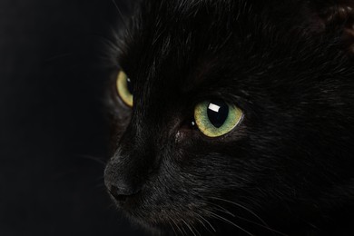 Photo of Black cat with beautiful eyes on dark background, closeup