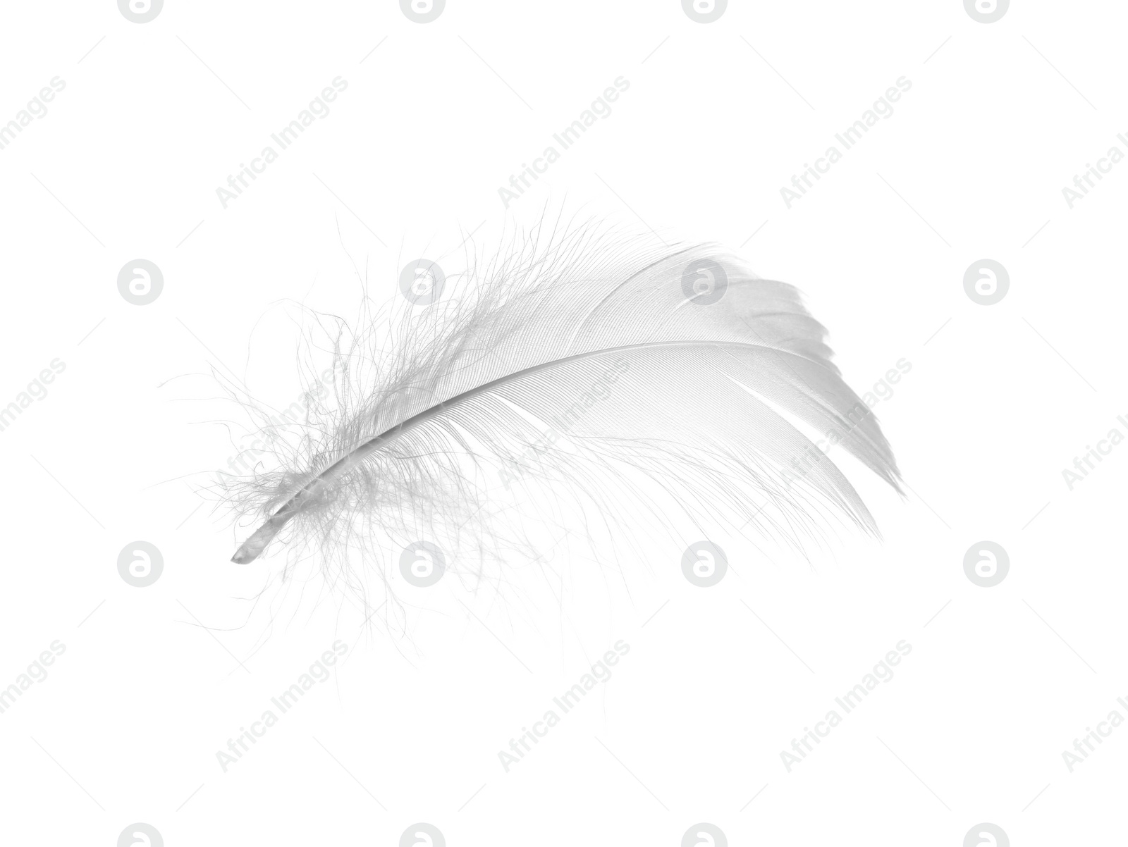 Photo of Beautiful fluffy bird feather isolated on white