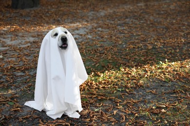 Cute Labrador Retriever dog wearing ghost costume in autumn park on Halloween. Space for text