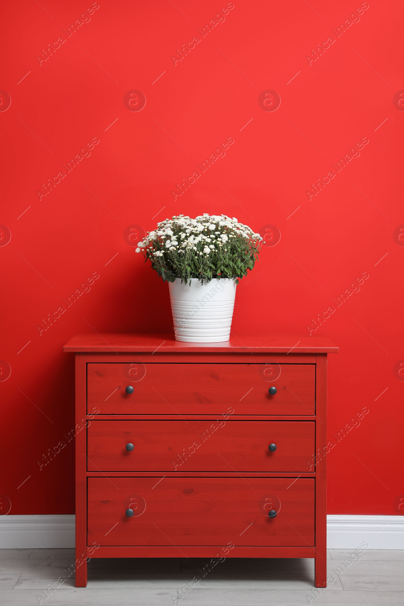 Photo of Pot with beautiful chrysanthemum flowers on cabinet against red wall. Space for text