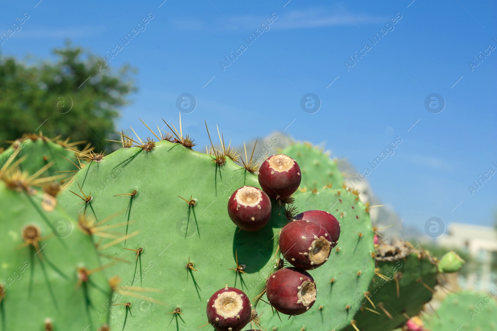 Photo of Beautiful prickly pear cacti growing outdoors on sunny day, closeup. Space for text