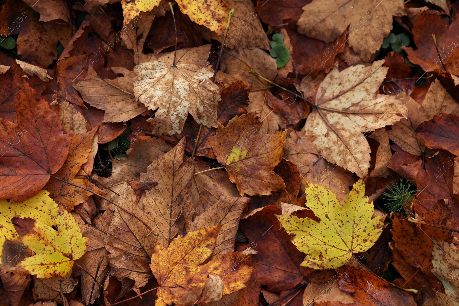 Photo of Pile of fallen autumn leaves on ground, top view