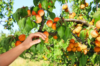 Image of Woman picking ripe apricot from tree outdoors, closeup