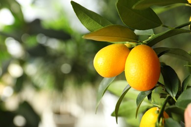 Photo of Kumquat tree with ripening fruits outdoors, closeup. Space for text