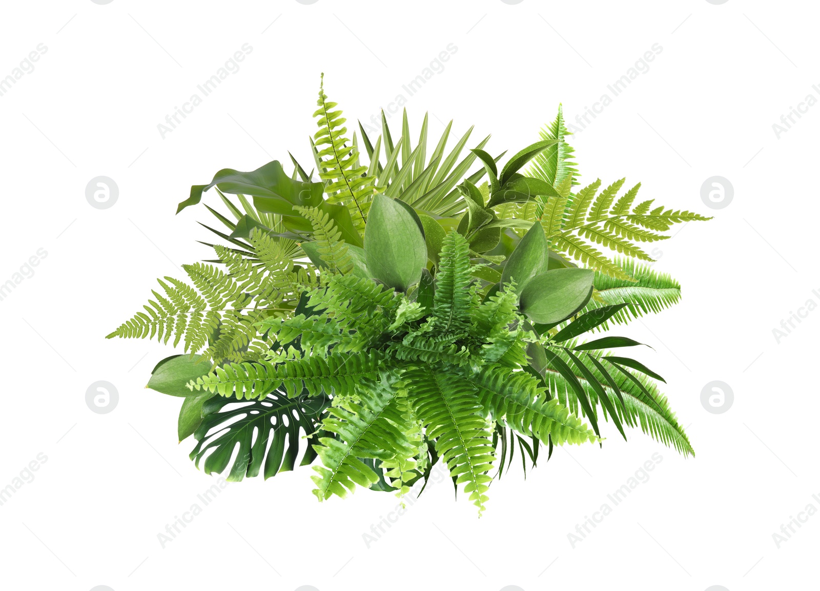 Image of Beautiful composition with fern and other tropical leaves on white background