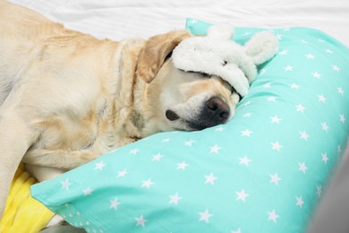 Cute Labrador Retriever with sleep mask resting on bed pillow