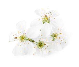 Photo of Beautiful spring tree blossoms isolated on white