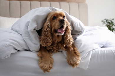 Photo of Cute English cocker spaniel covered with soft blanket on bed