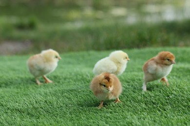 Photo of Many cute chicks on green artificial grass outdoors, closeup. Baby animals