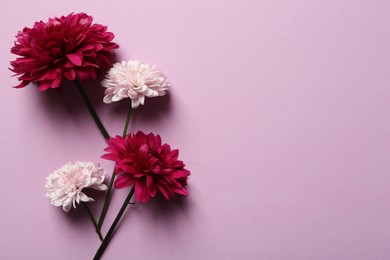 Photo of Beautiful chrysanthemum flowers on pink background, flat lay. Space for text