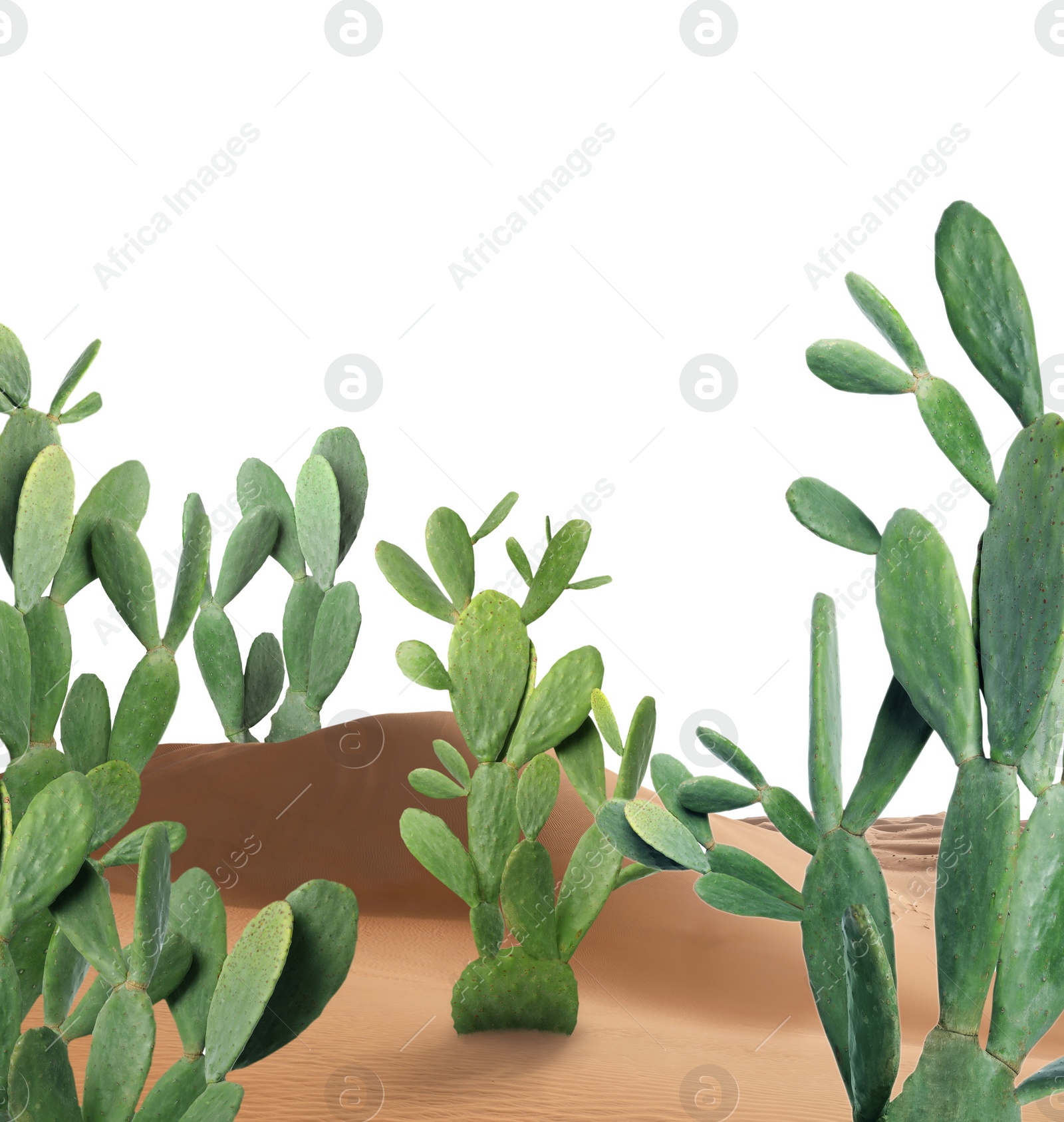 Image of Beautiful big cactuses growing in sand on white background