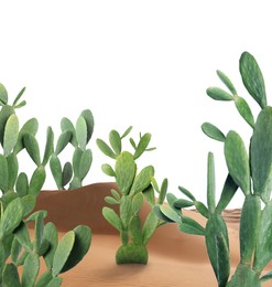 Beautiful big cactuses growing in sand on white background