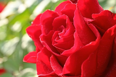 Photo of Beautiful blooming red rose in garden on summer day, closeup