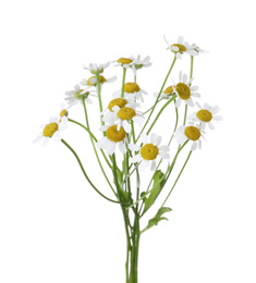Bunch of beautiful chamomile flowers on white background