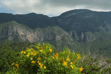 Photo of Beautiful mountains, flowers and plants under cloudy sky