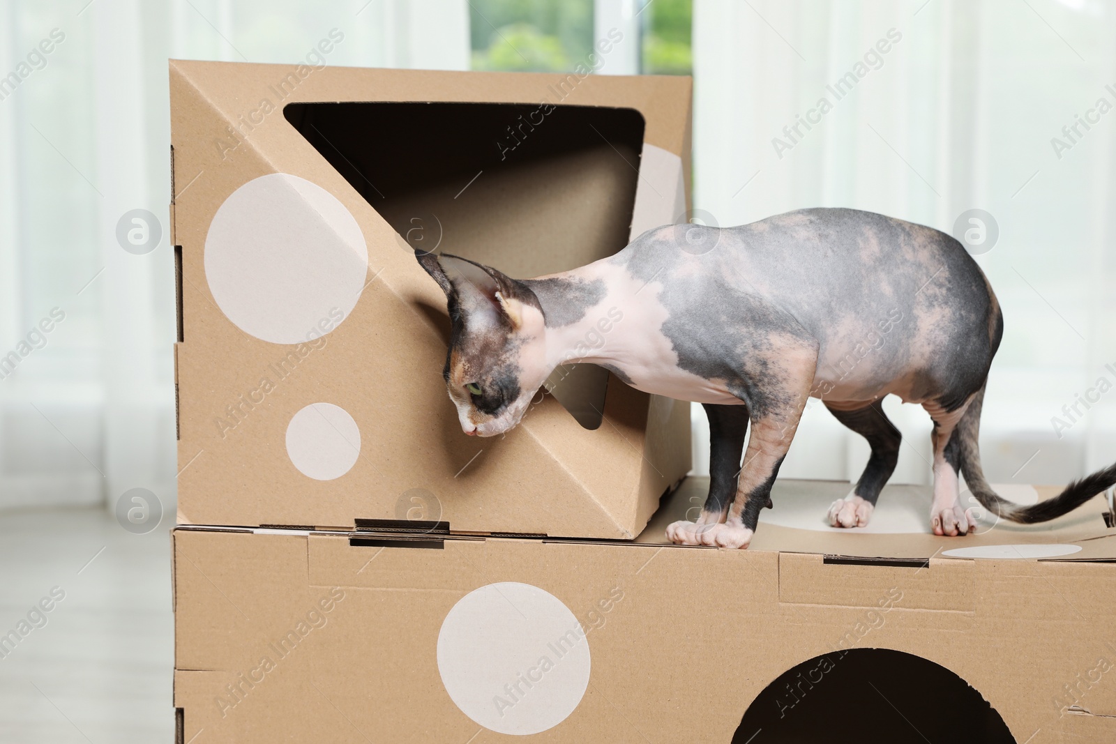 Photo of Cute sphynx cat on cardboard house in room. Friendly pet