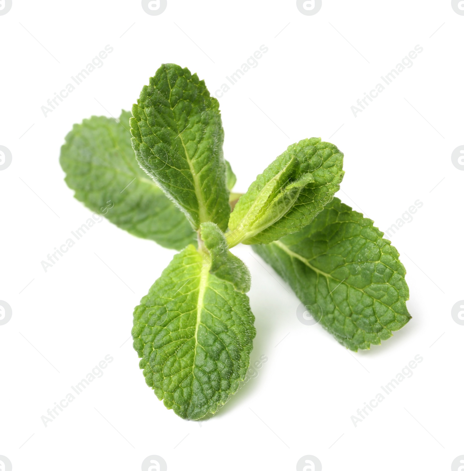 Photo of Twig of fresh mint isolated on white