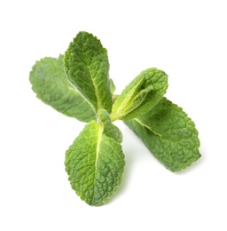 Twig of fresh mint isolated on white