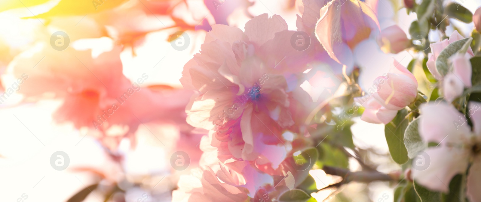 Image of Blossoming pink sakura tree outdoors on spring day, closeup. Banner design