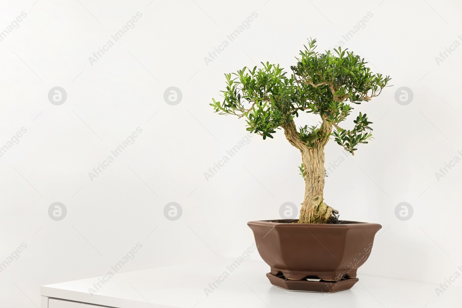 Photo of Beautiful bonsai tree in pot on table against light wall, space for text