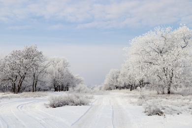 Photo of Plants covered with hoarfrost outdoors on winter morning