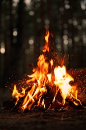 Photo of Beautiful bonfire with burning firewood in forest