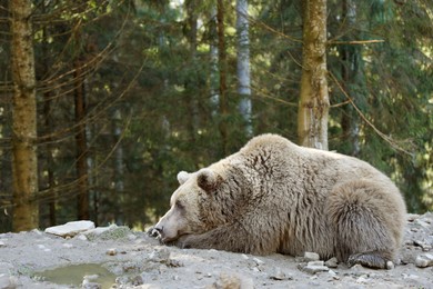 Brown bear in zoo, space for text. Wild animal