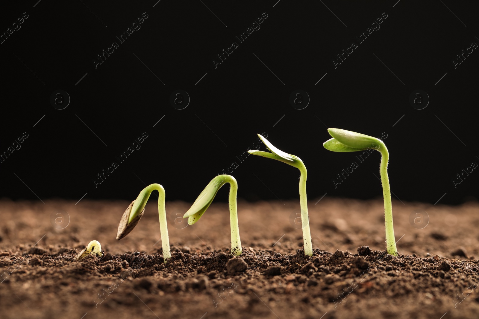 Photo of Little green seedlings growing in soil against black background, closeup view