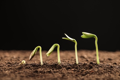 Little green seedlings growing in soil against black background, closeup view