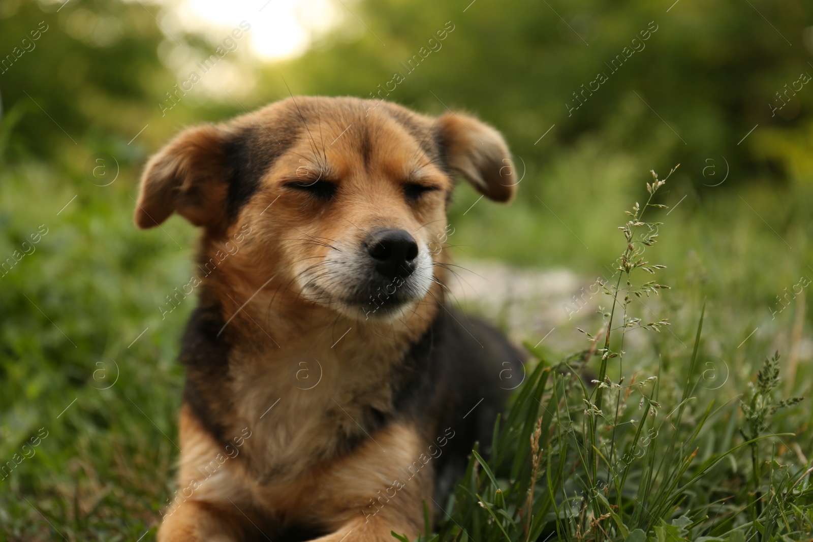 Photo of Cute dog lying on green grass outdoors