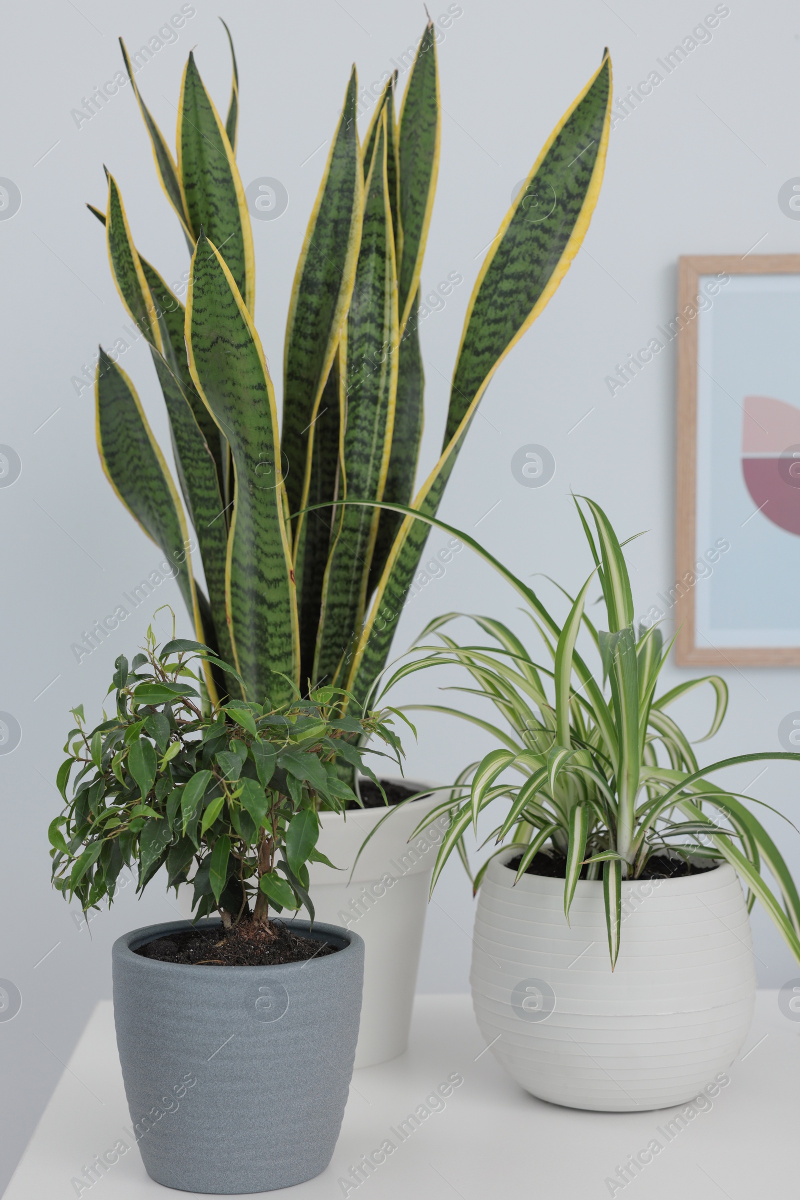 Photo of Different beautiful house plants on white table