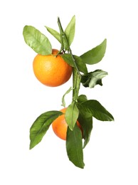 Photo of Fresh tangerines with green leaves isolated on white