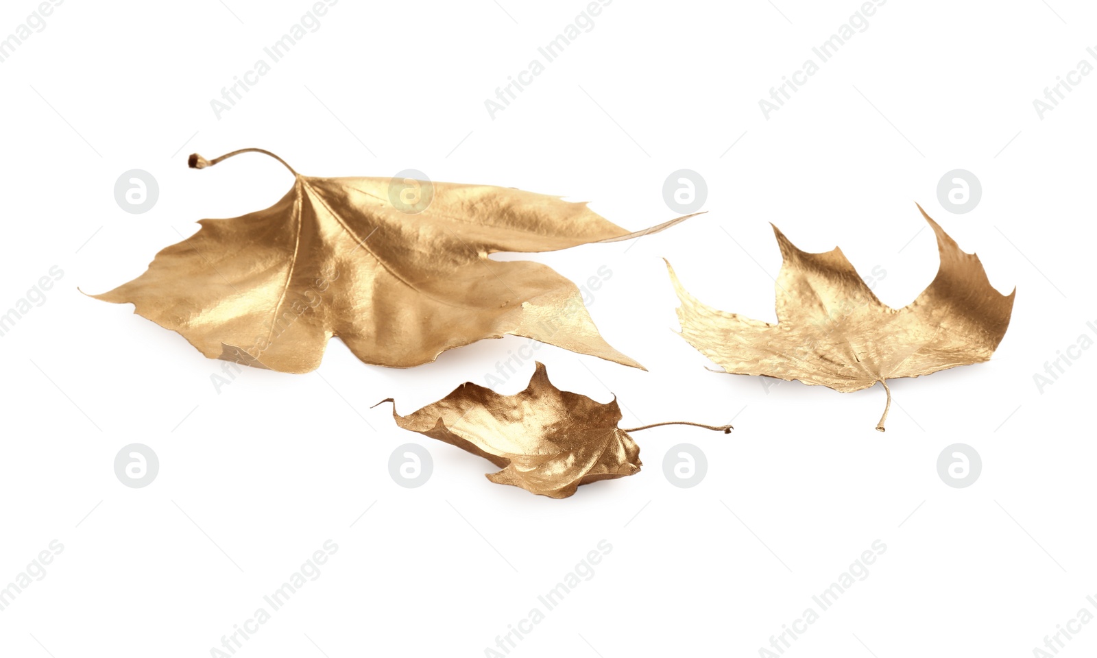 Photo of Three golden maple leaves isolated on white. Autumn season