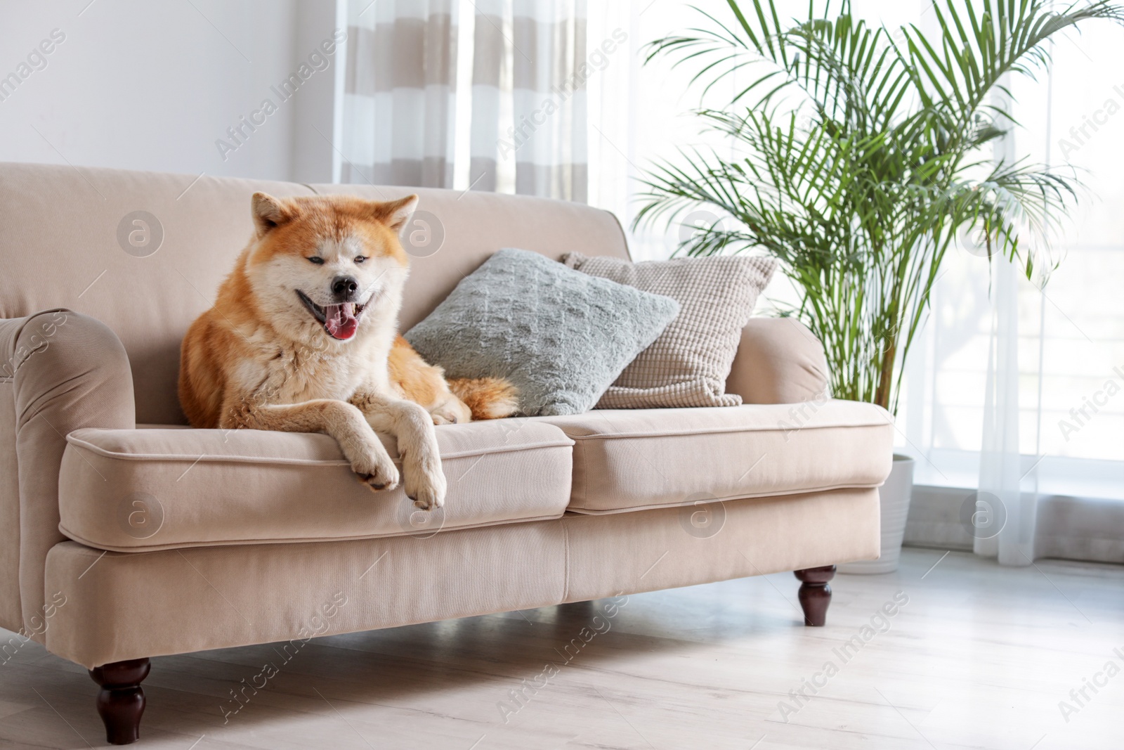 Photo of Cute Akita Inu dog on sofa in room with houseplants