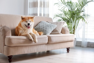 Cute Akita Inu dog on sofa in room with houseplants