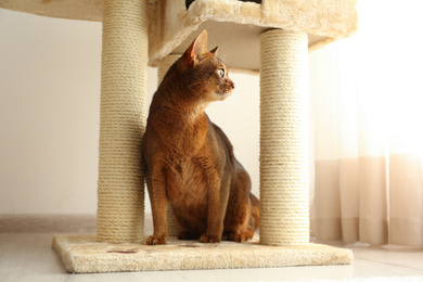 Photo of Beautiful Abyssinian cat on pet tree at home. Lovely pet