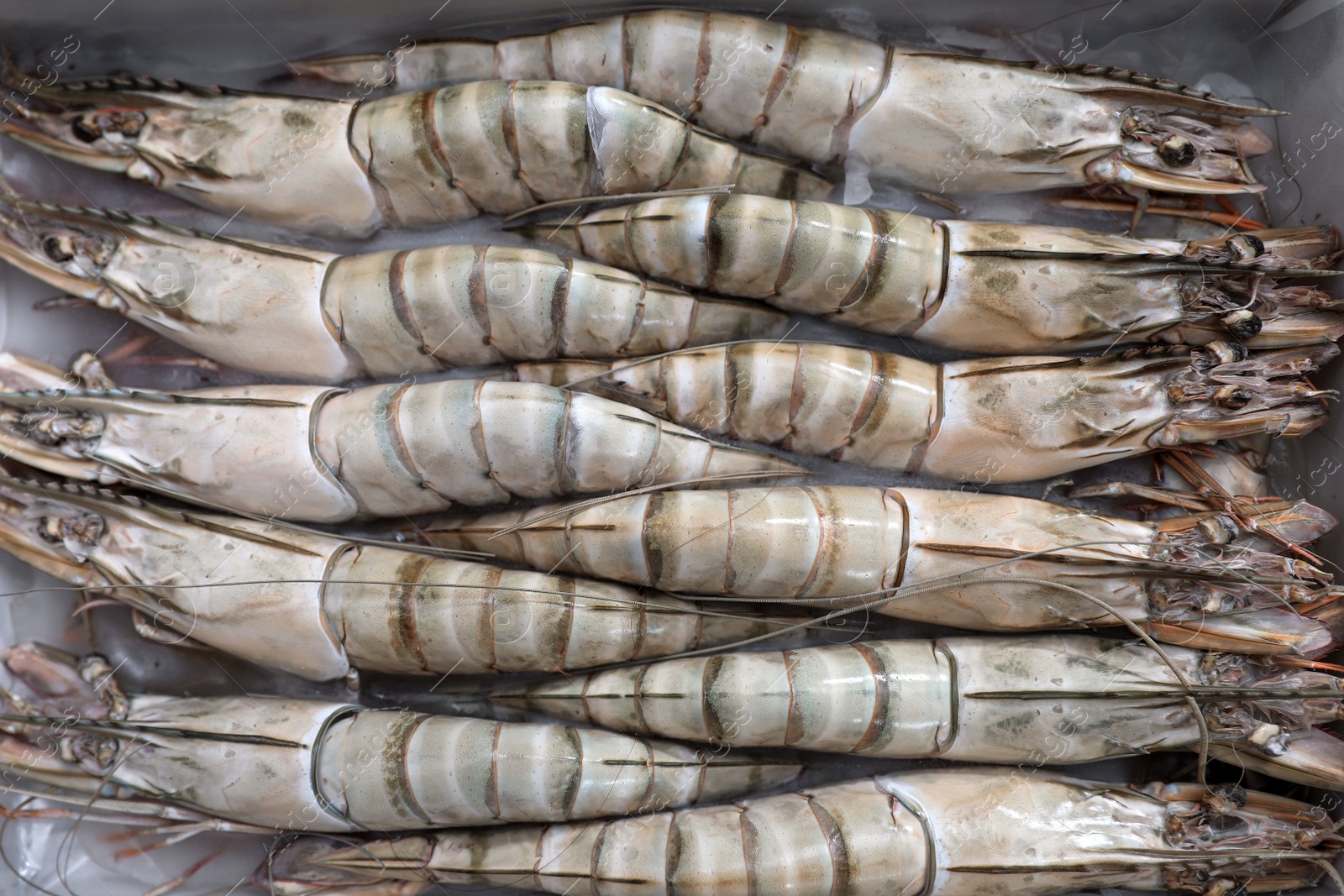 Photo of Package with fresh black tiger shrimps, top view. Wholesale market