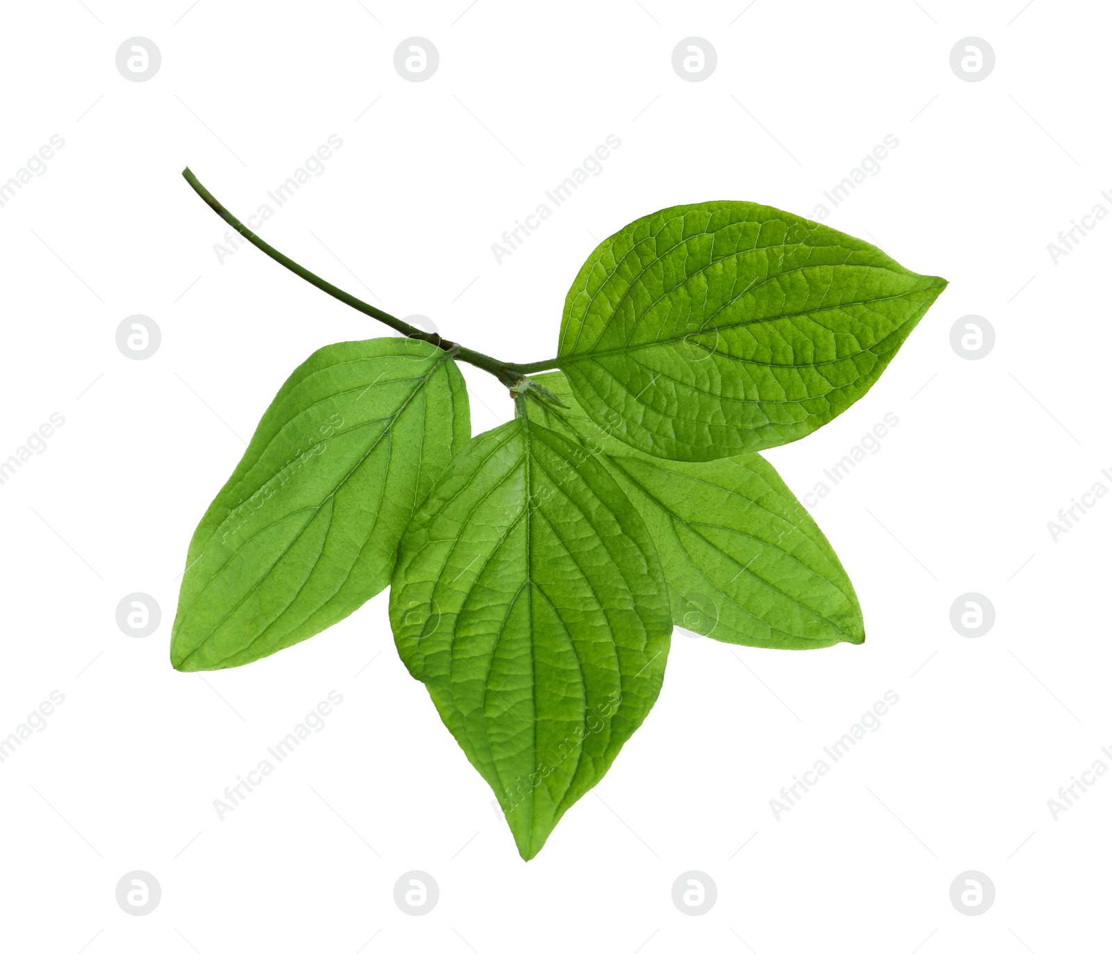 Photo of Branch with green leaves on white background