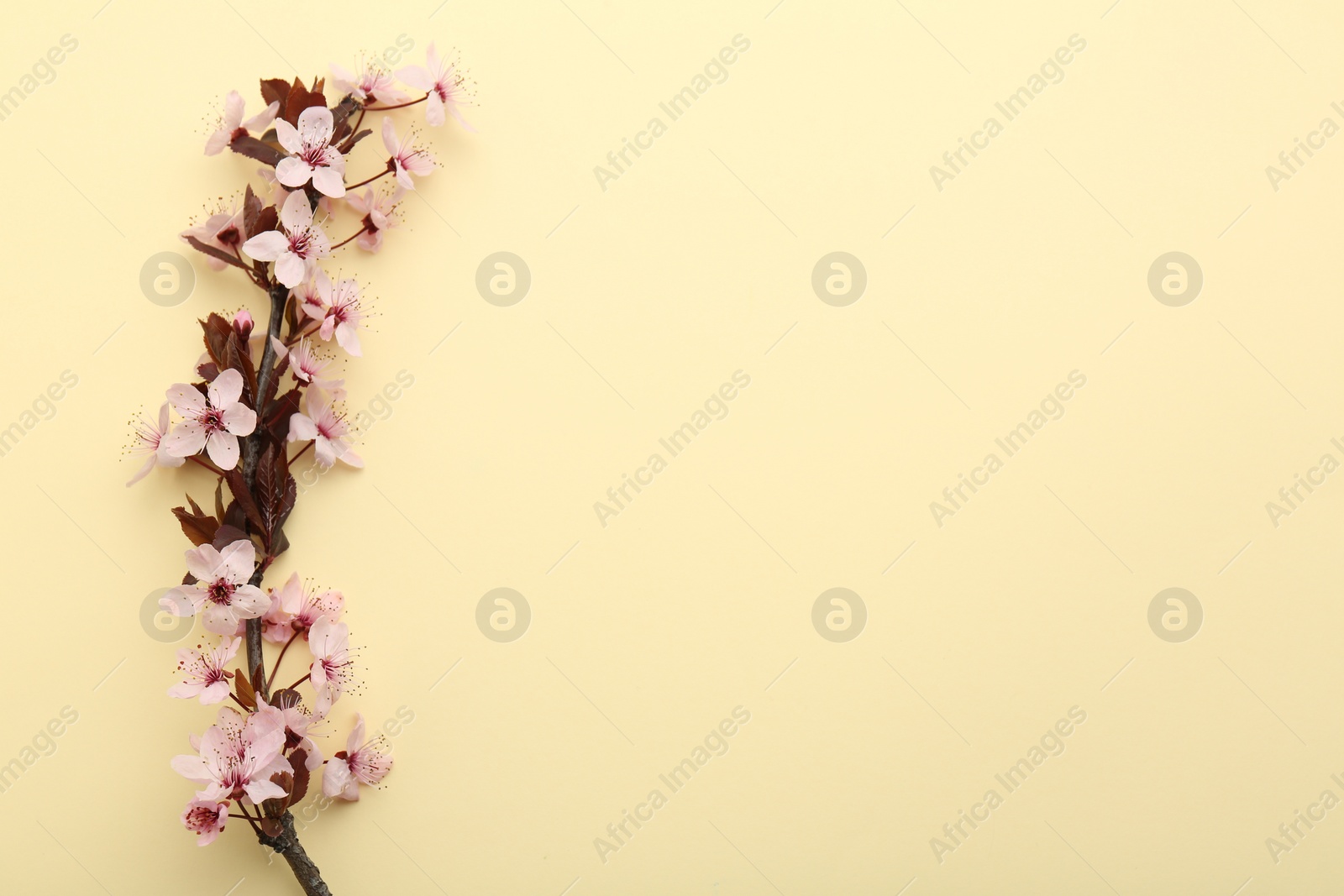 Photo of Spring tree branch with beautiful blossoms on yellow background, top view