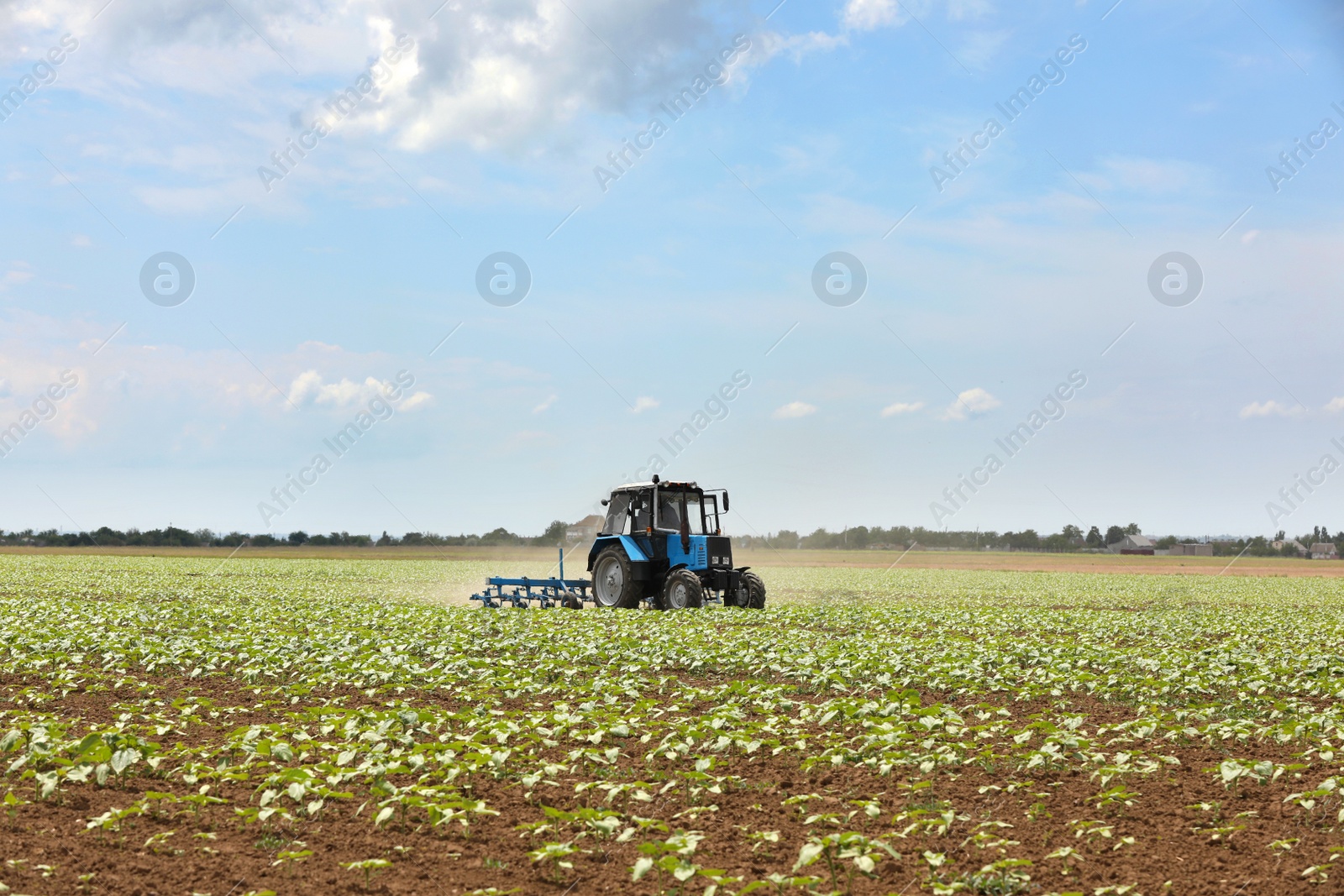 Photo of Modern tractor cultivating field of ripening sunflowers. Agricultural industry