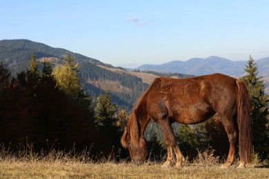 Horse grazing on field in mountains. Beautiful pet